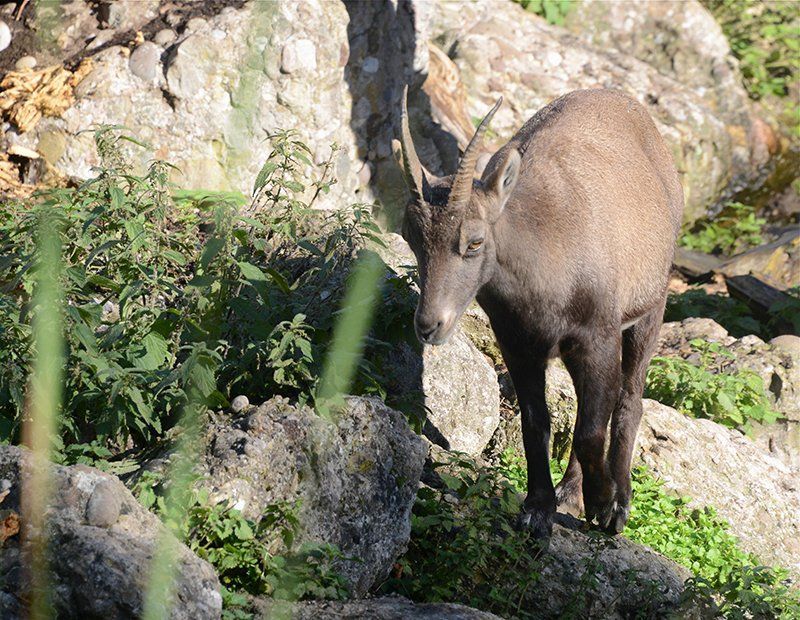 Fotografie Alfons Weber

