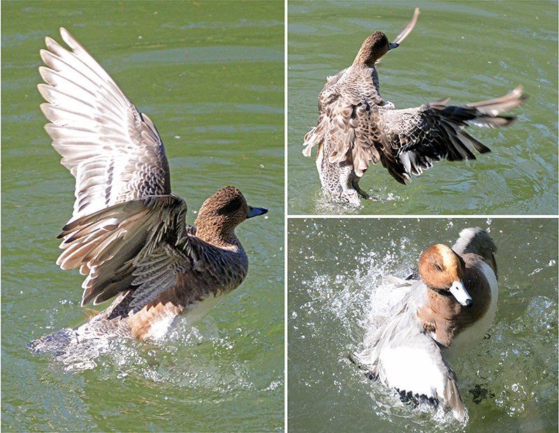Fotografie Alfons Weber
