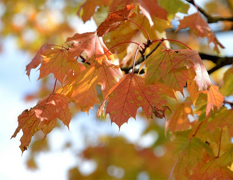 Fotografie Alfons Weber

