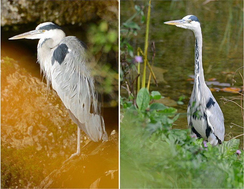 Fotografie Alfons Weber
