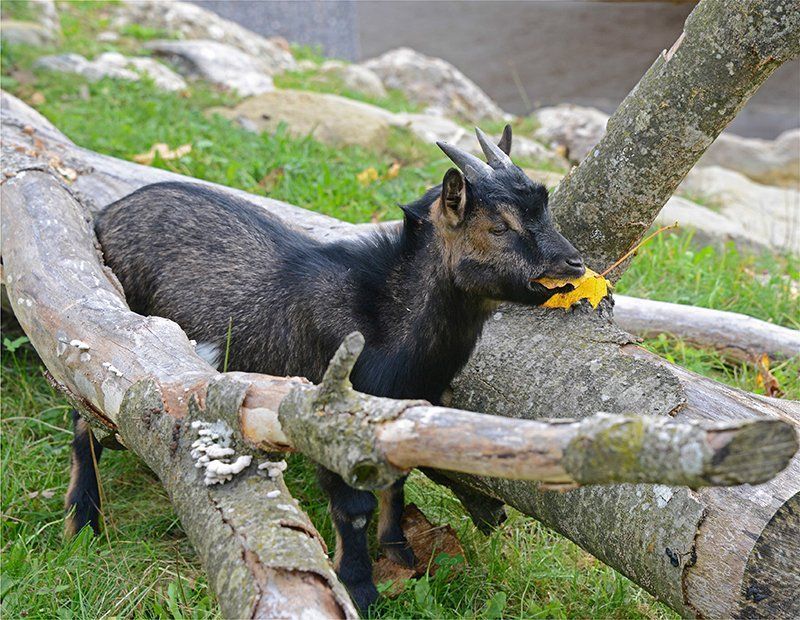 Fotografie Alfons Weber
