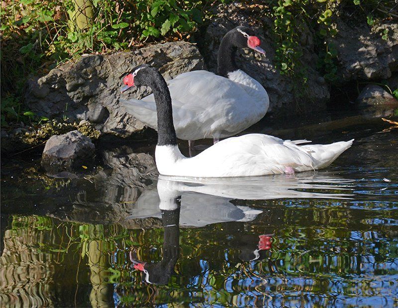 Fotografie Alfons Weber
