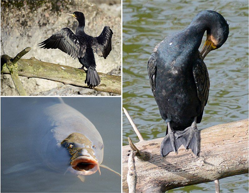 Fotografie Alfons Weber
