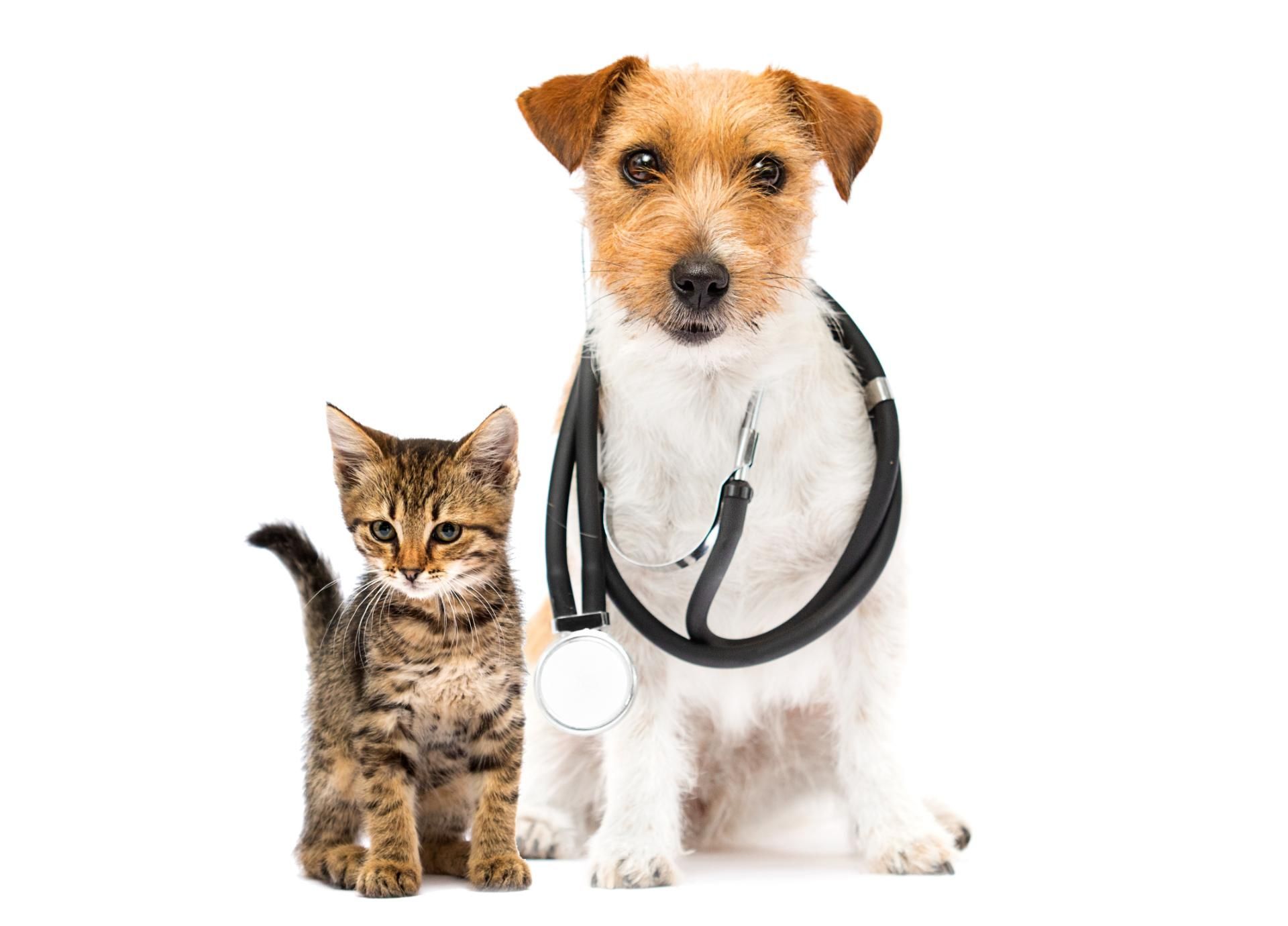 Ein Hund und ein Kätzchen mit einem Stethoskop um den Hals.
