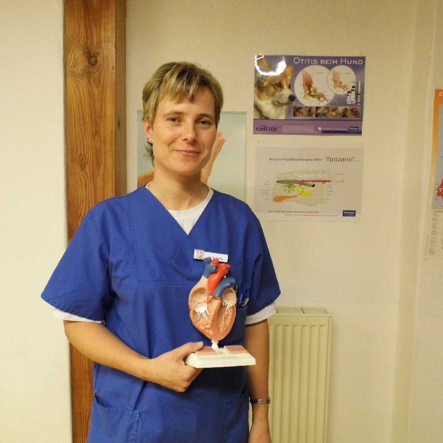 Eine Frau im blauen Kittel hält ein Modell eines menschlichen Herzens.