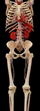 Ein 3D-Modell eines menschlichen Skeletts, bei dem Herz, Nieren und die wichtigsten arteriellen Blutgefäße in Rot und Hellrosa hervorgehoben sind.