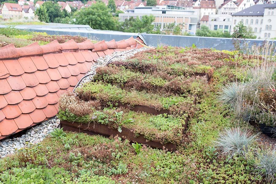 Dachbegrünung
