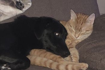 Katze und Hund liegen aufeinander auf einem Sofa und schmusen