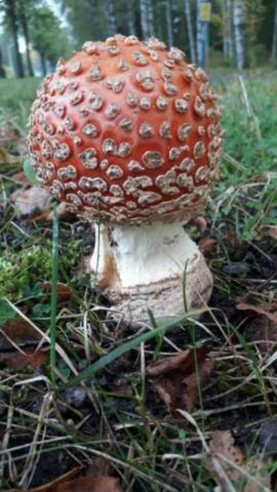 riihimaen-montessori