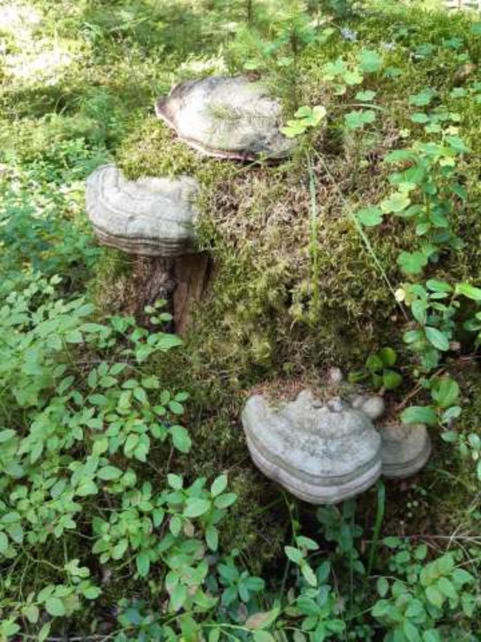 riihimaen-montessori