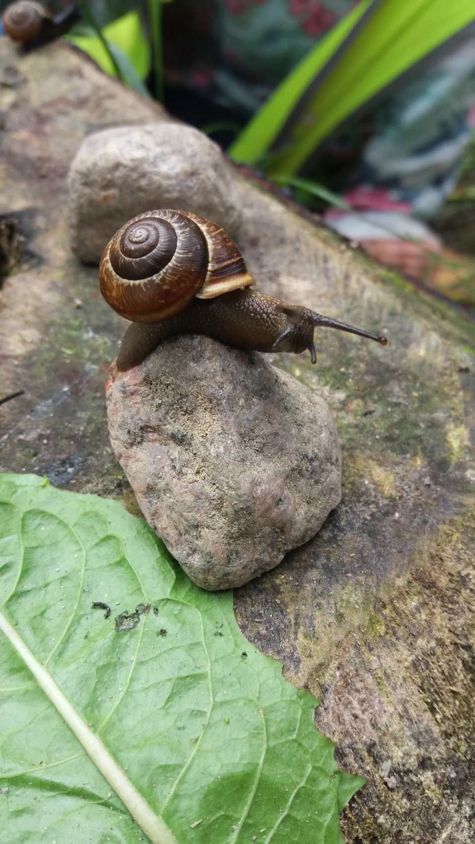 riihimaen-montessori