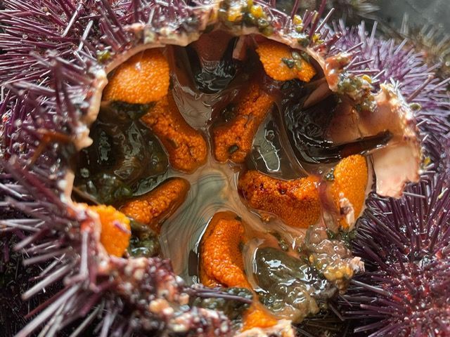 Un erizo de mar abierto, que muestra gónadas de color naranja brillante dentro de su concha espinosa de color marrón púrpura oscuro.