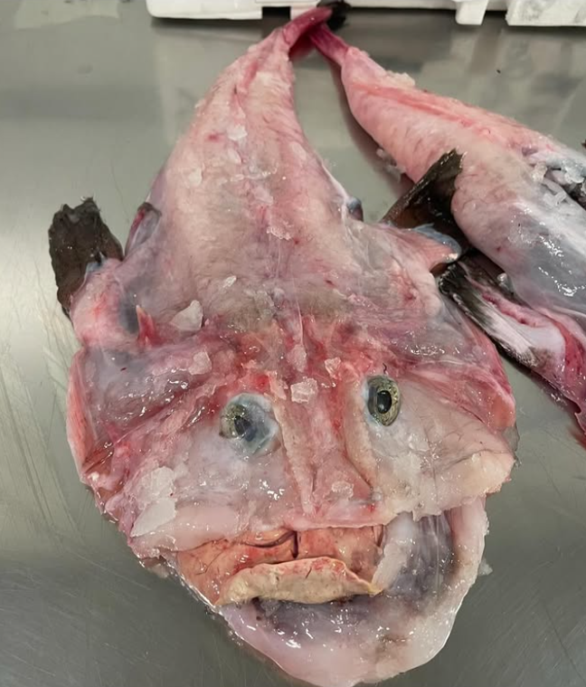 Primer plano de dos rapes despellejados sobre una superficie metálica, donde se aprecian su carne pálida, sus grandes ojos y sus cabezas planas y anchas.