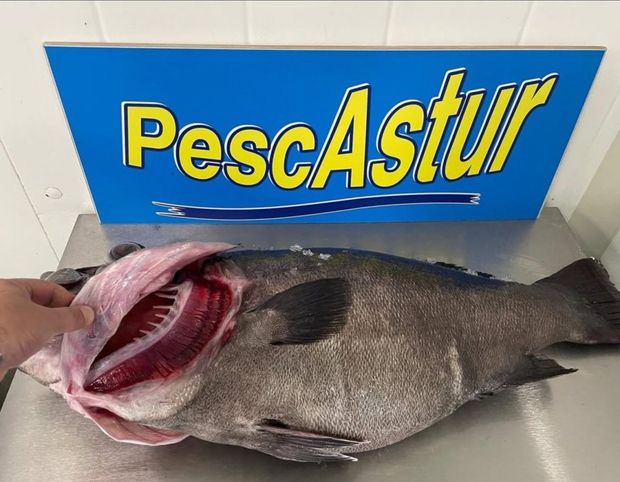 Un pez grande de piel oscura yace sobre una mesa de metal, con una mano levantando su opérculo frente a un letrero de PescAstur.