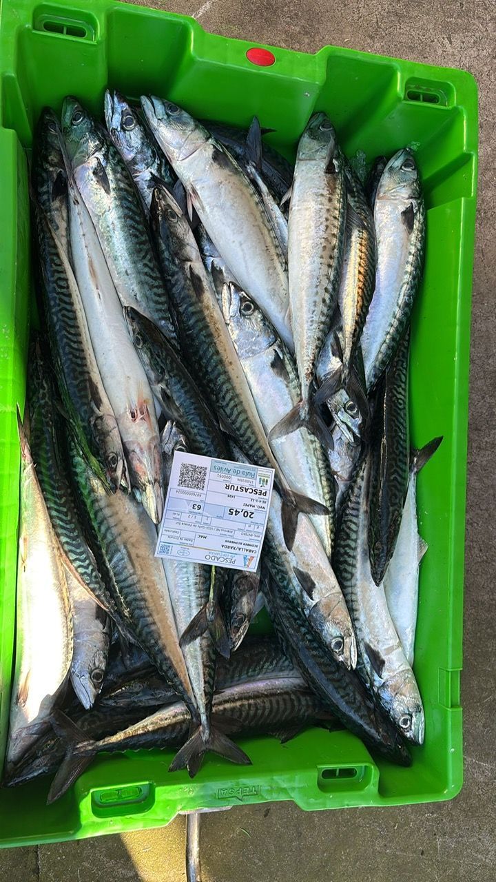 Una caja de plástico verde llena de caballas frescas enteras y una pequeña etiqueta blanca del producto.