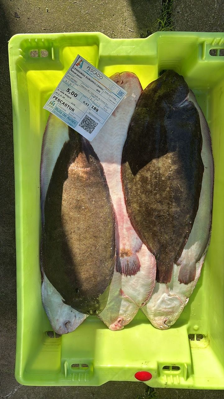 Tres peces planos yacen en una caja de plástico de color verde brillante con una etiqueta de envío de papel blanco adjunta.