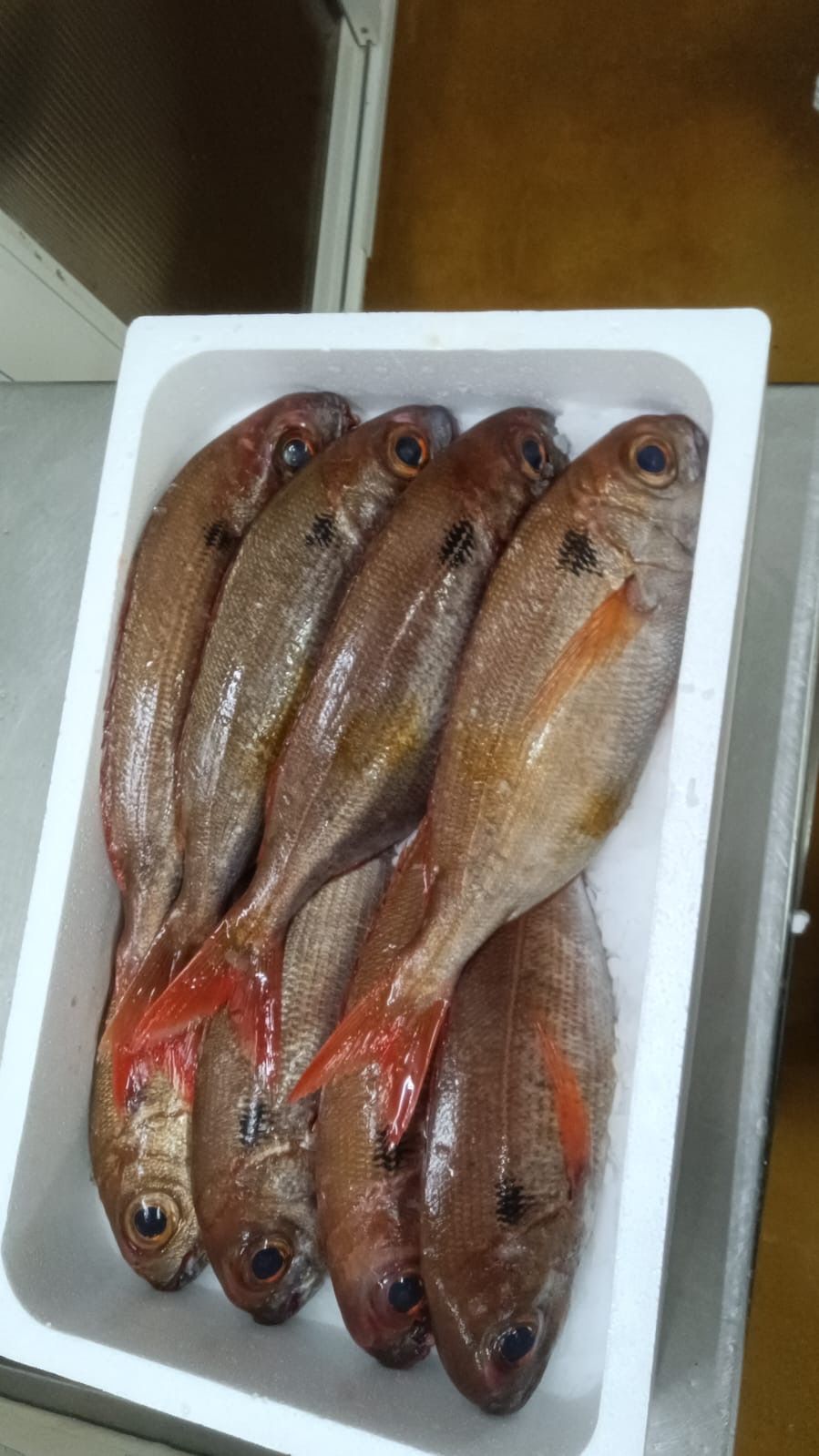 Una bandeja de espuma blanca que contiene cinco pargos de aleta roja enteros, dispuestos uno al lado del otro.