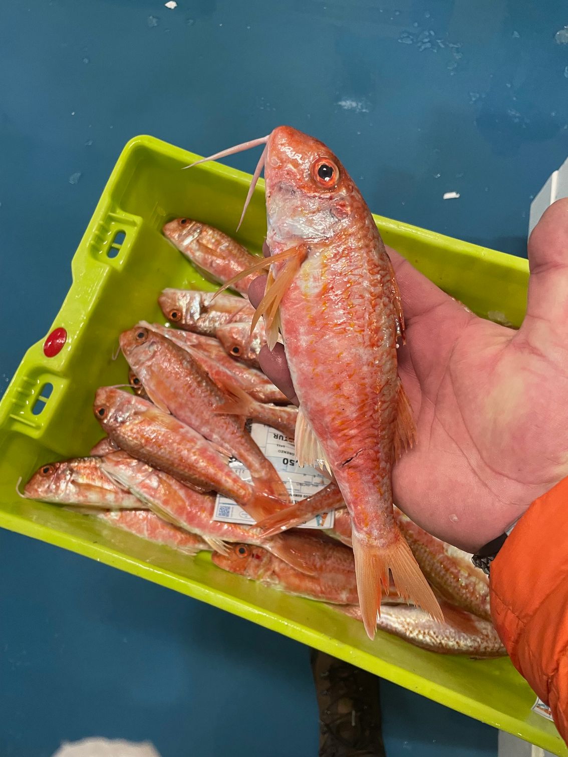 Una mano sostiene un salmonete fresco sobre una caja verde llena de otros salmonetes.