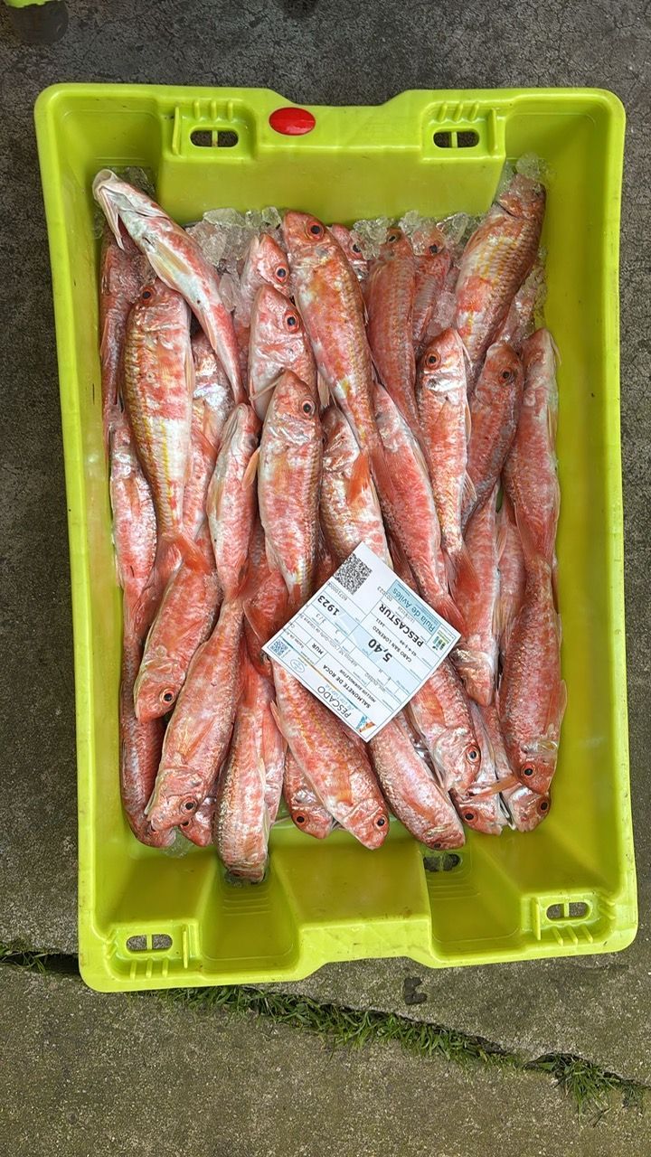 Una caja de plástico verde lima llena de salmonetes frescos sobre hielo, con una pequeña etiqueta blanca del producto en el centro.