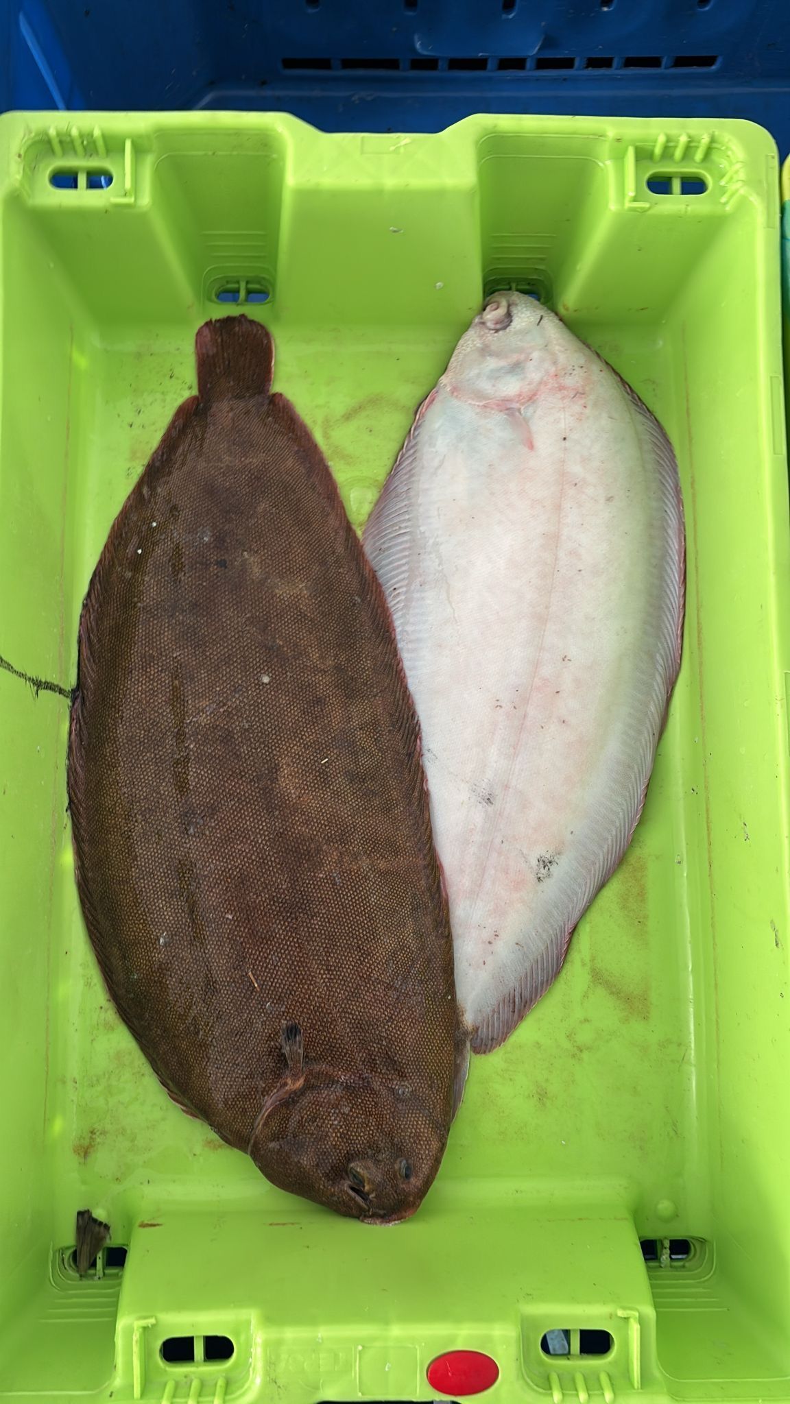Dos peces planos, uno de color marrón oscuro y otro blanquecino, yacen uno al lado del otro en una caja de plástico verde lima.