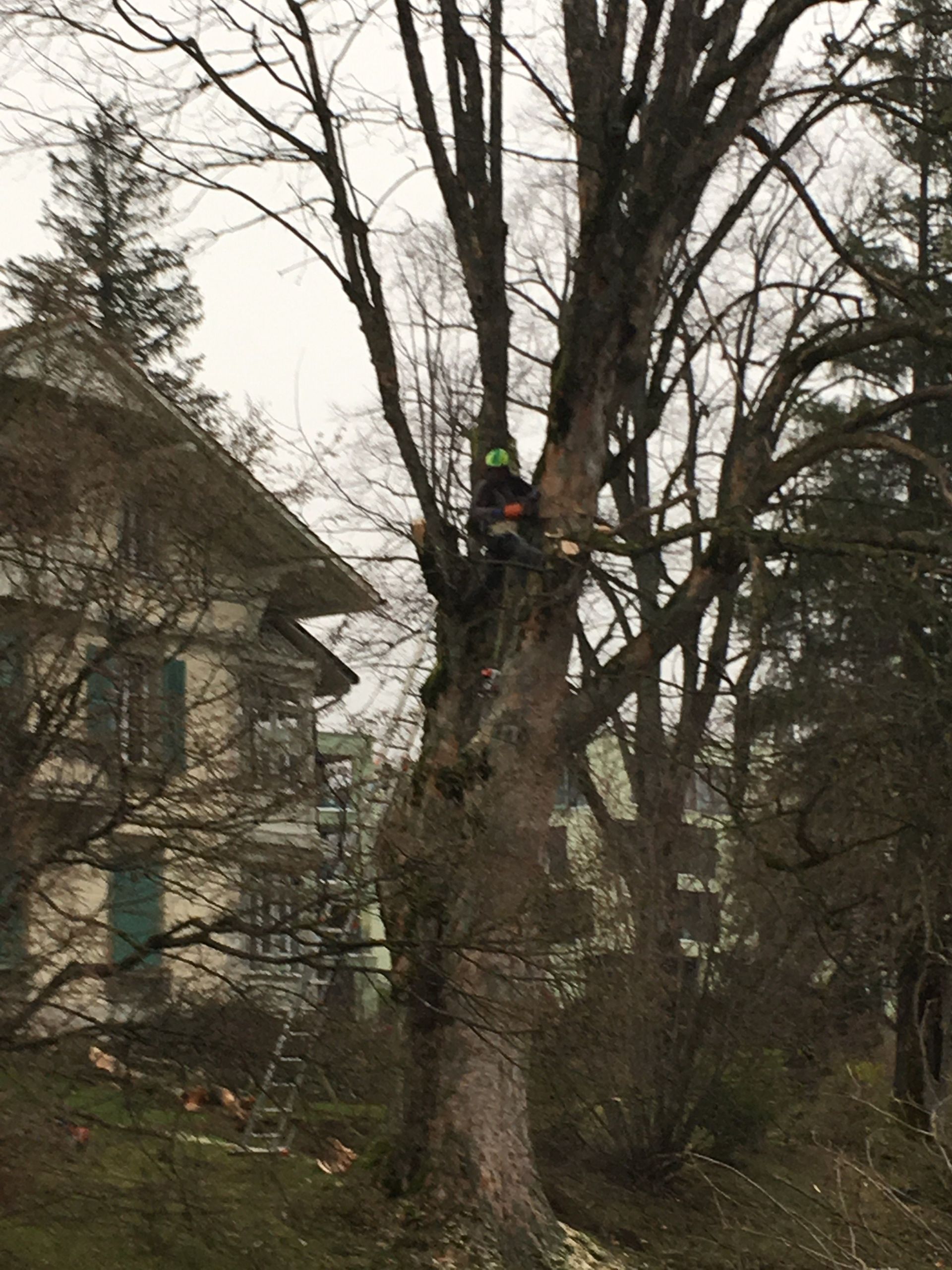 Top Elagage & Jardin Sàrl - Elagage