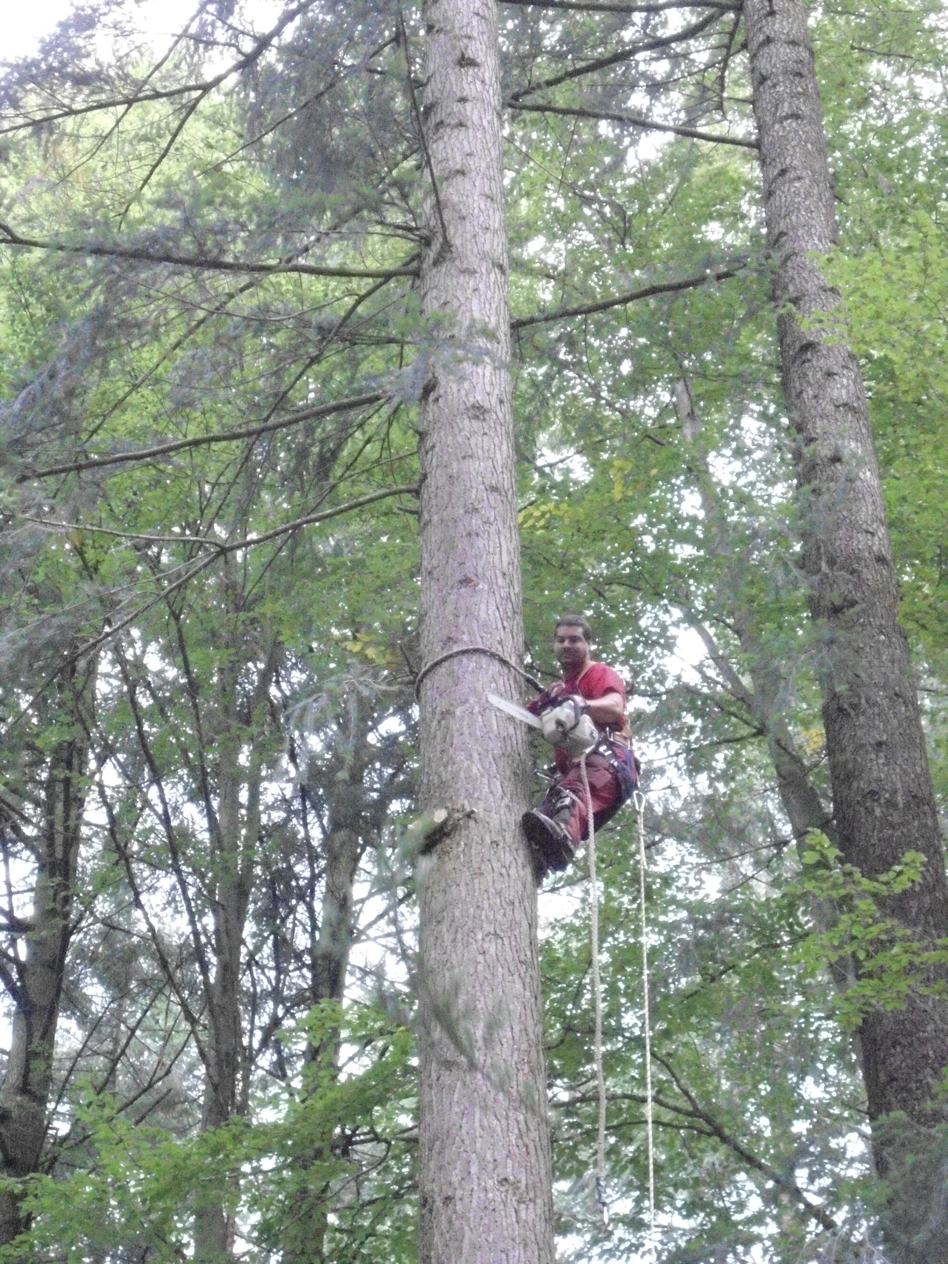 Top Elagage & Jardin Sàrl - Taillage