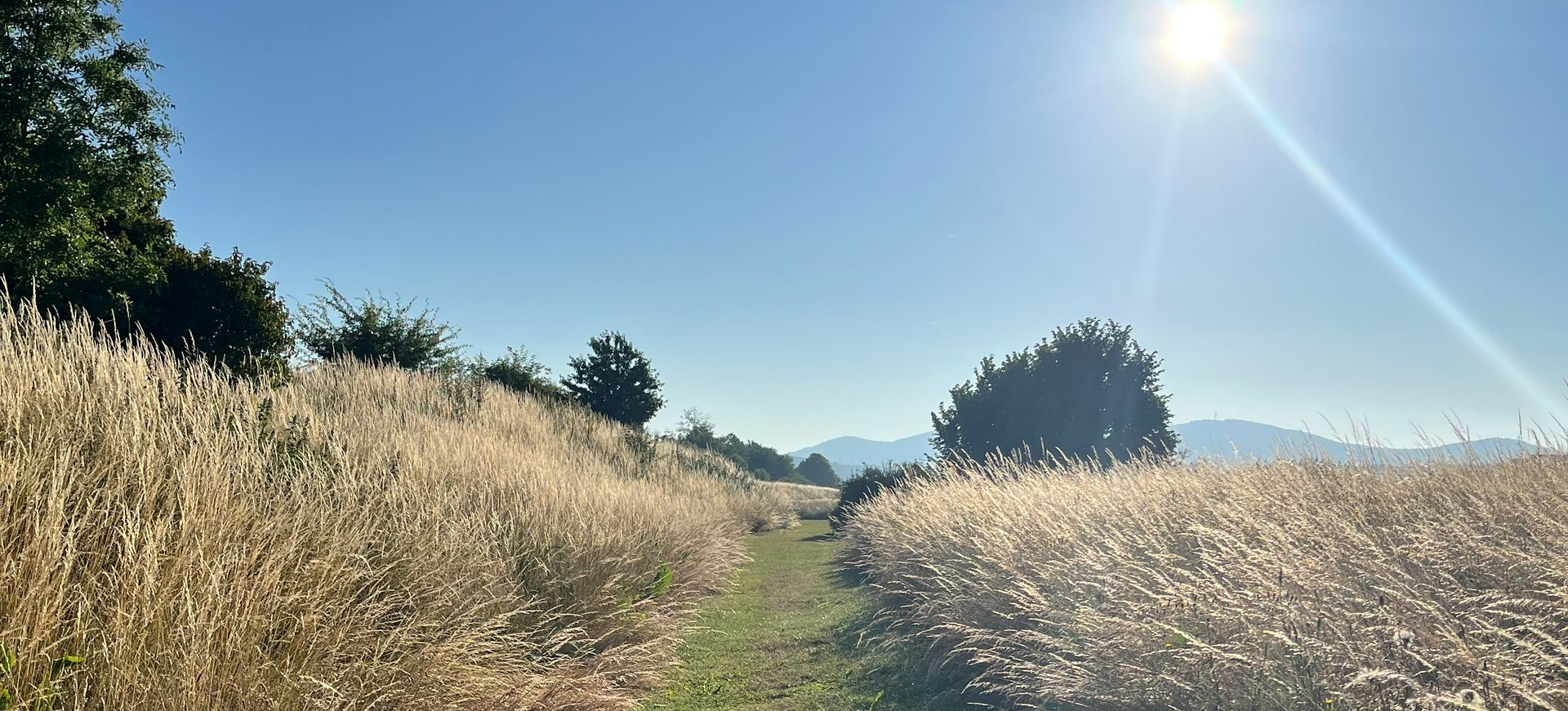 Landschaftsfoto aus Wolfhagen, Weg, Gräser, Blauer Himmel mit Sonnenschein