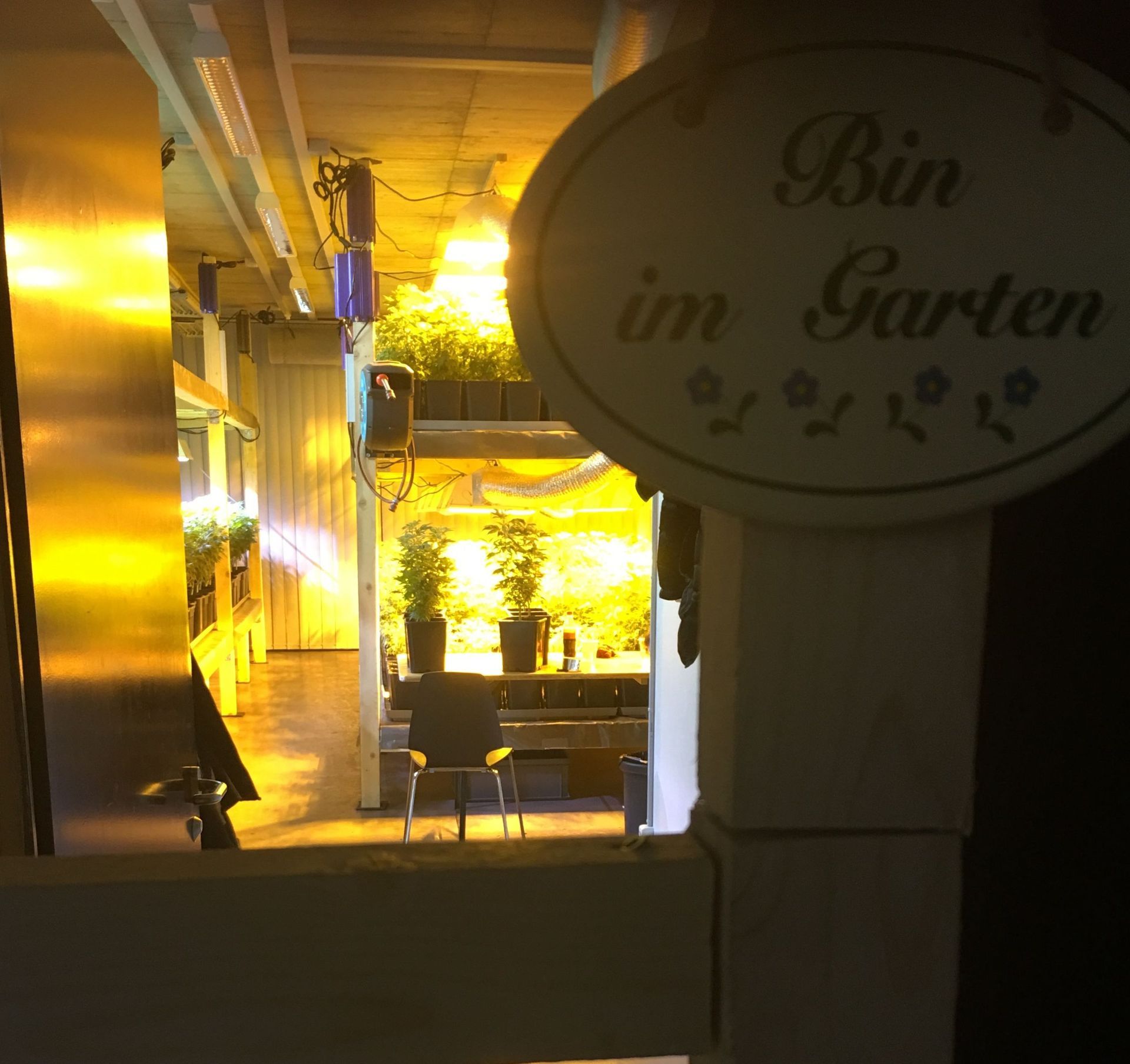 CBD Steckling Zürich Affoltern Albis Schweiz