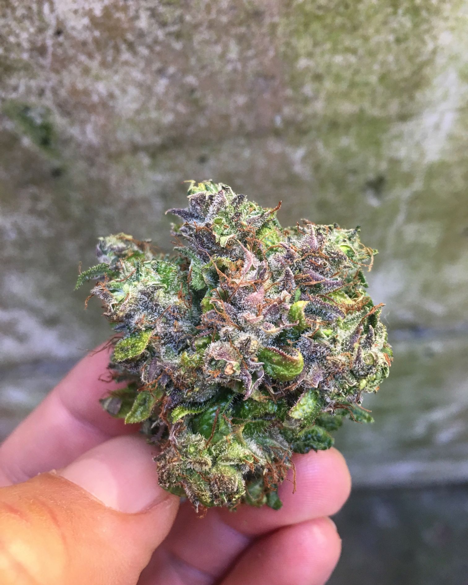 CBD Steckling Zürich Affoltern Albis Schweiz