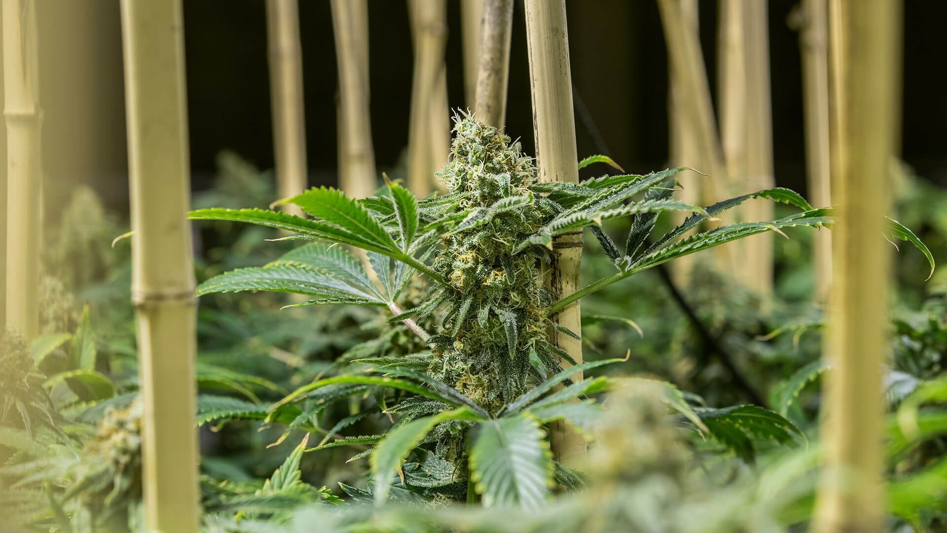 CBD Steckling Zürich Affoltern Albis Schweiz