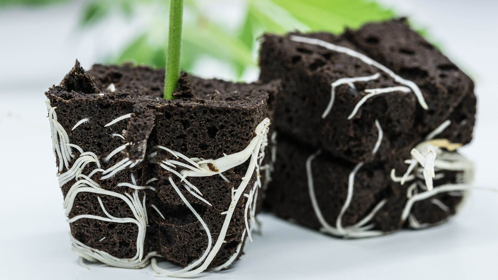 CBD Steckling Zürich Affoltern Albis Schweiz