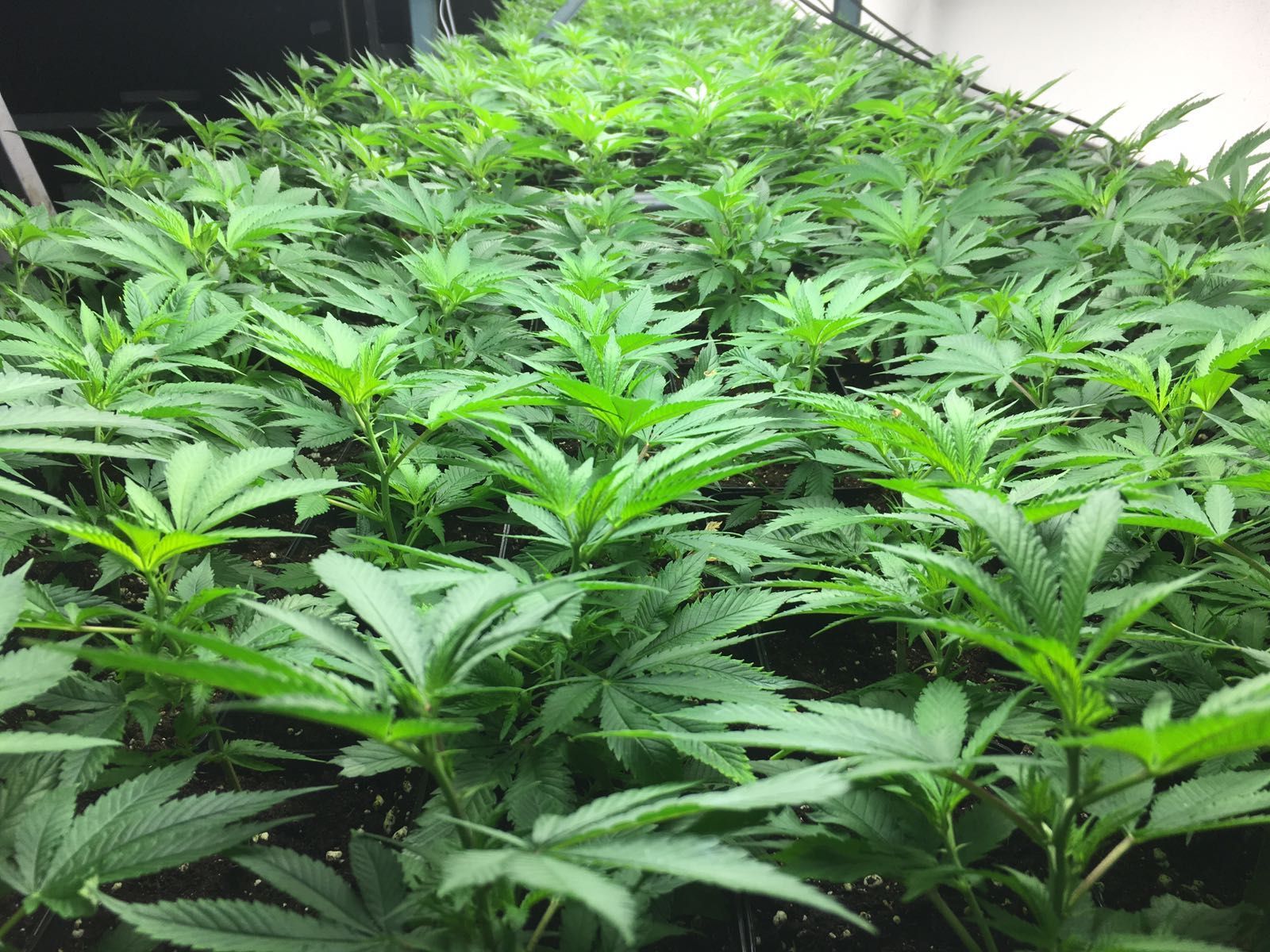 CBD Steckling Zürich Affoltern Albis Schweiz