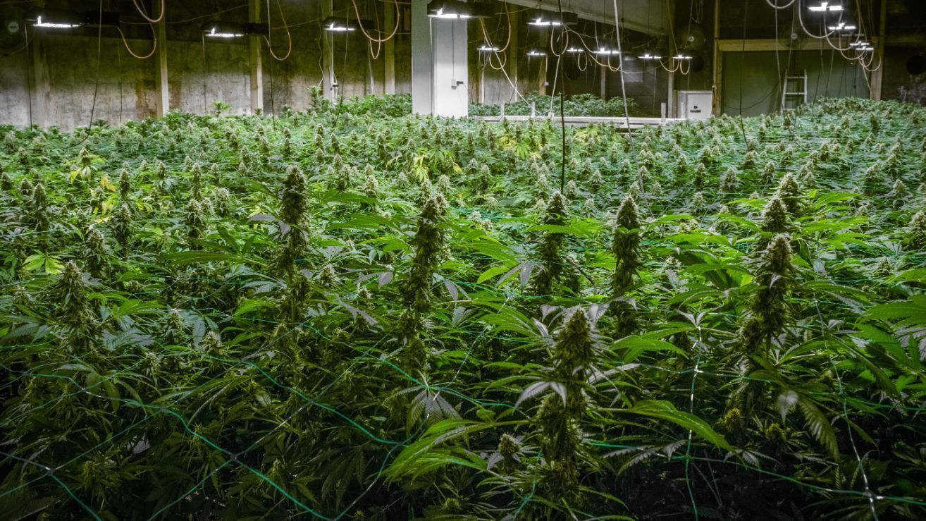 CBD Steckling Zürich Affoltern Albis Schweiz