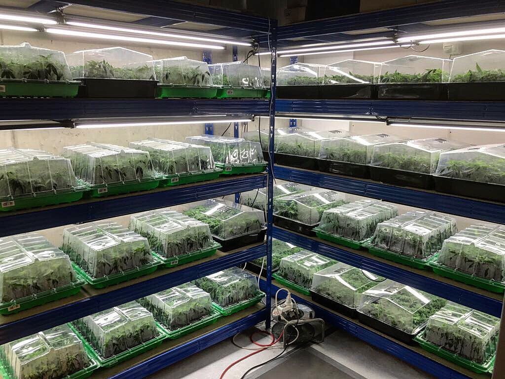 CBD Steckling Zürich Affoltern Albis Schweiz