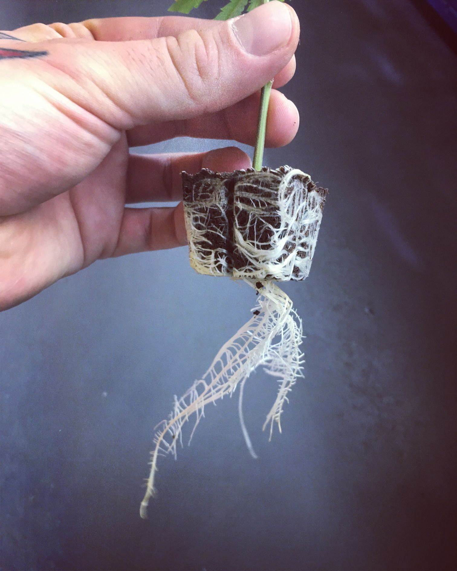 CBD Steckling Zürich Affoltern Albis Schweiz