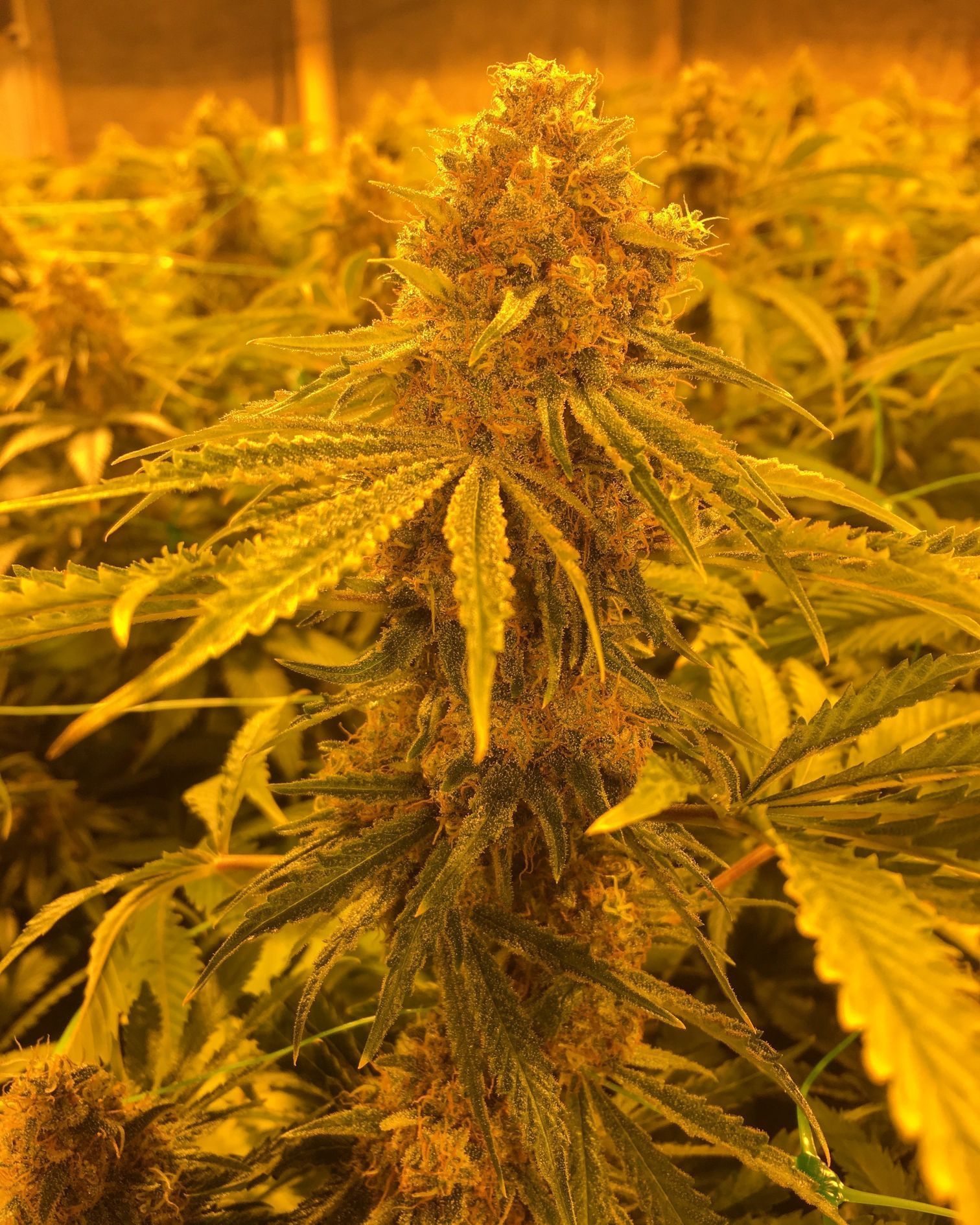 CBD Steckling Zürich Affoltern Albis Schweiz