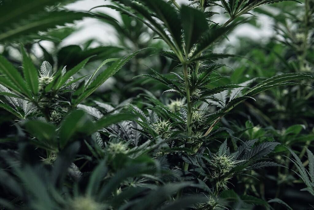 CBD Steckling Zürich Affoltern Albis Schweiz