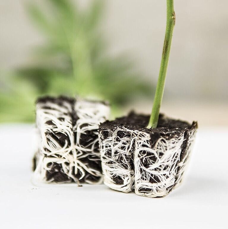 CBD Steckling Zürich Affoltern Albis Schweiz