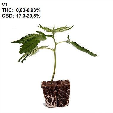 ca. 0.83-0.93% THC ca. 17,3-20,5% CBD