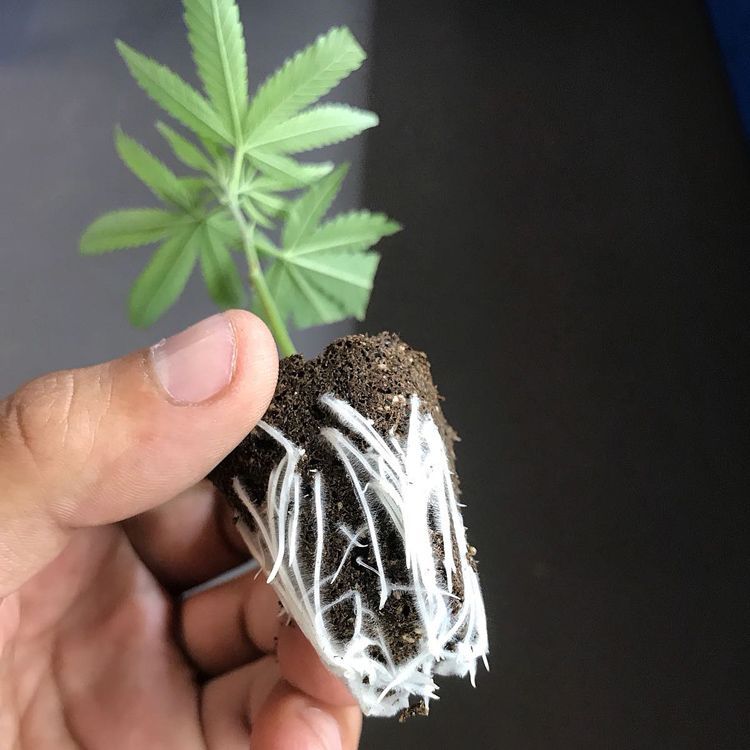 CBD Steckling Zürich Affoltern Albis Schweiz