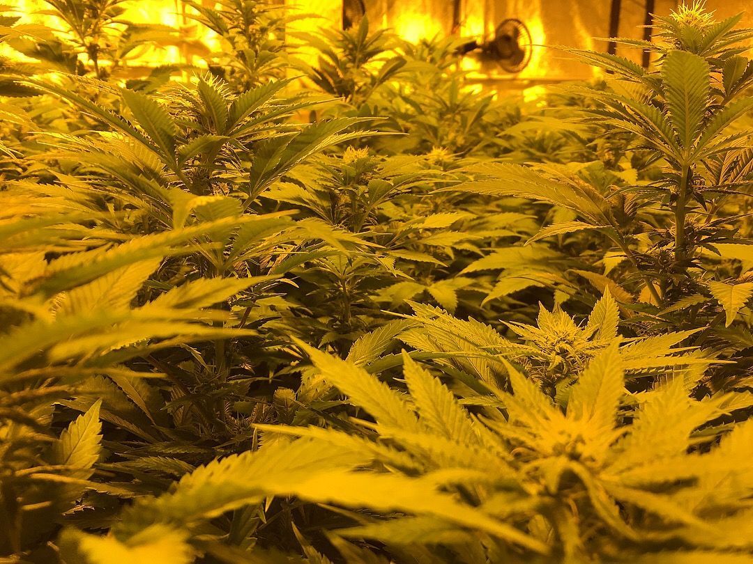 CBD Steckling Zürich Affoltern Albis Schweiz