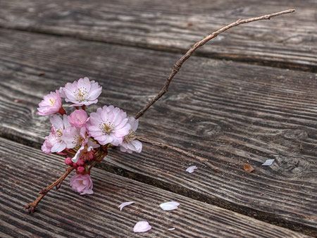 Des fleurs de cerisier roses, perchées sur une fine branche, reposent sur des planches de bois usées par le temps ; quelques pétales sont éparpillés.