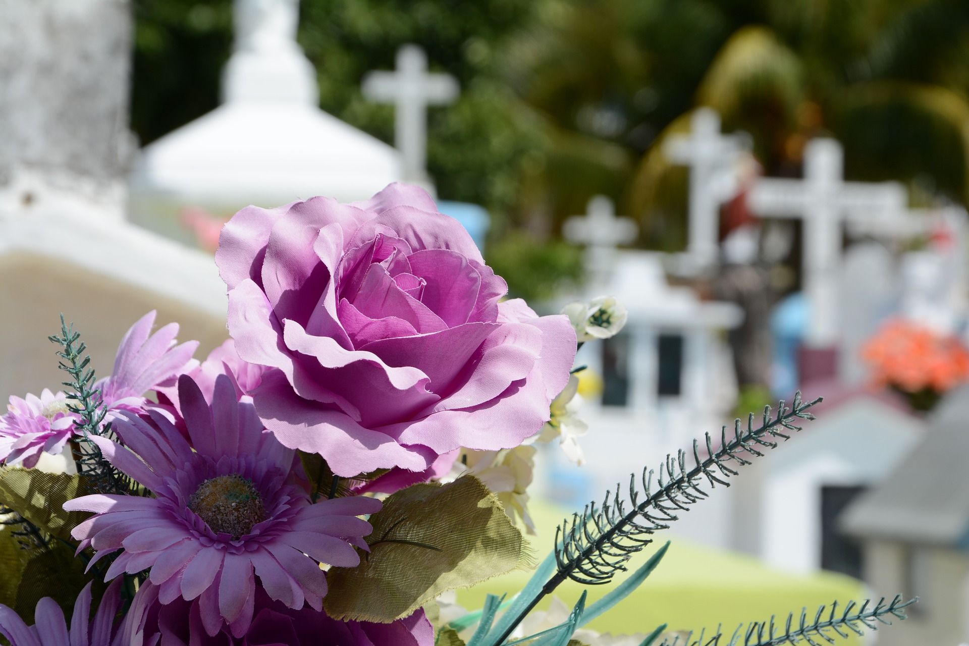 Des fleurs violettes devant un cimetière blanc orné de croix.