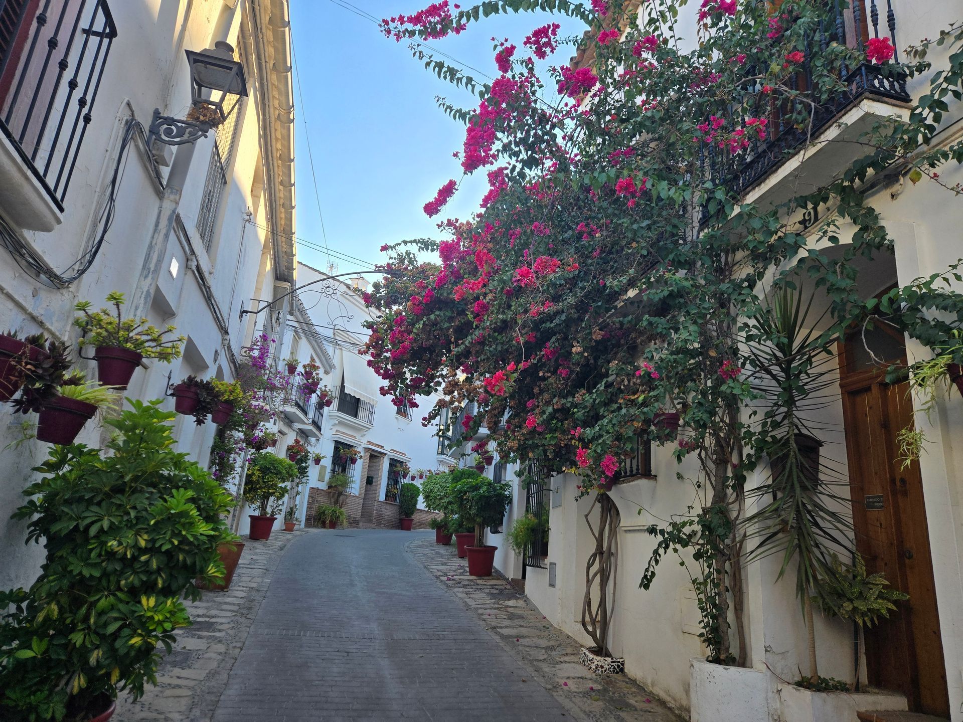 Estrecha calle adoquinada bordeada de edificios blancos, macetas y un árbol de buganvillas en España.