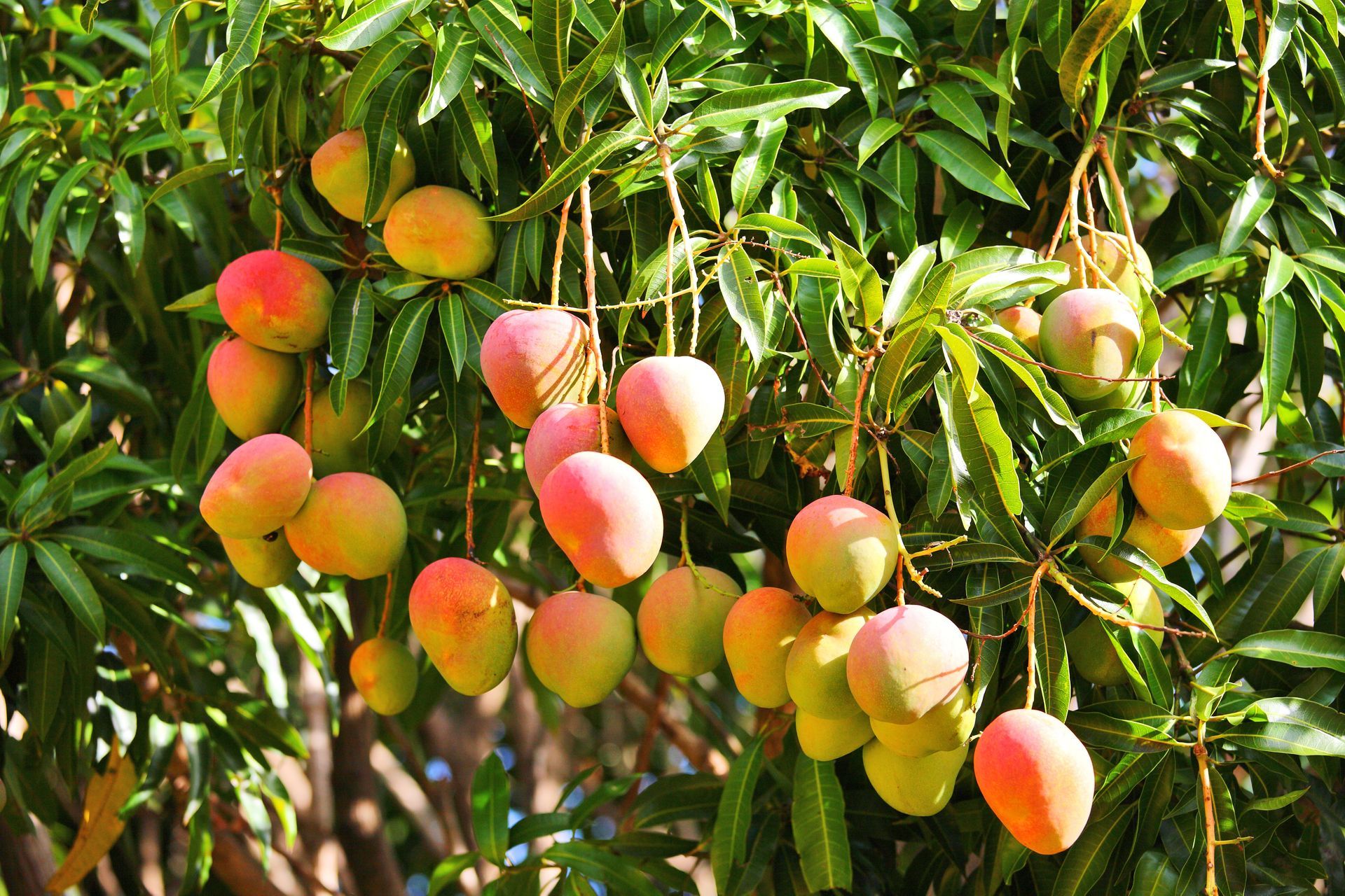Un manguier avec des fruits