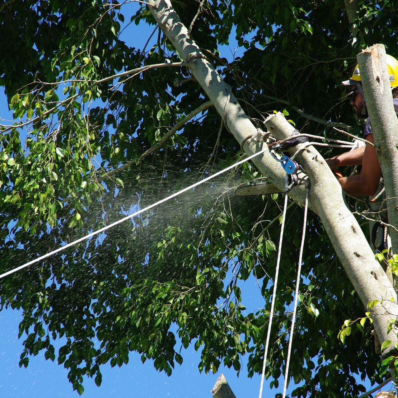 Abattage d'un arbre par un élagueur