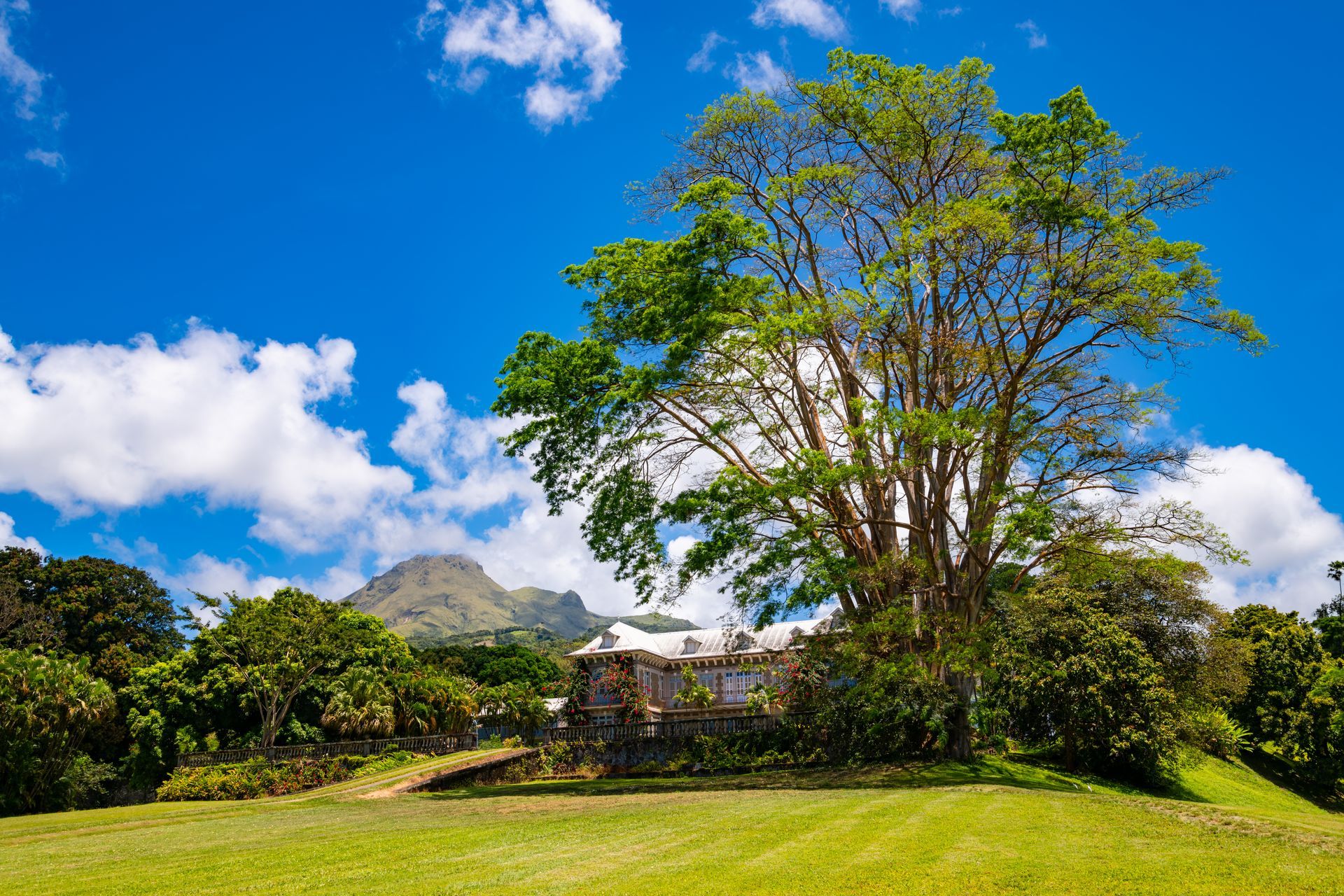 Un arbre près d'une maison