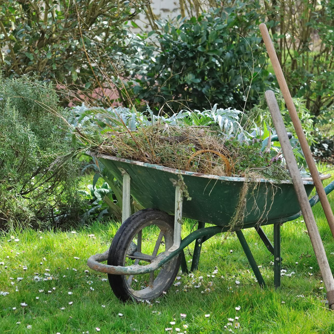 Une brouette de déchets verts