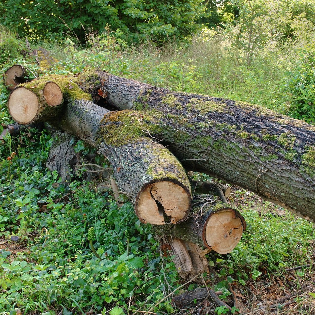 Découpage d'un arbre