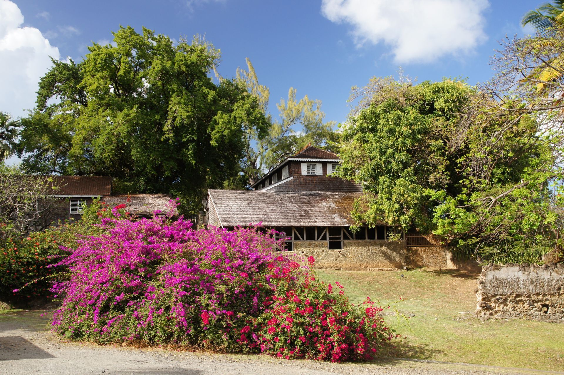 Une haie fleurie en Martinique